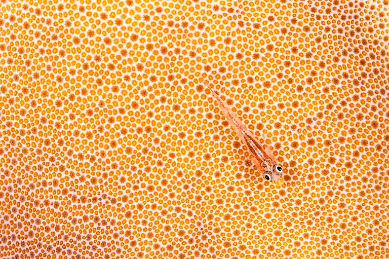 Finalist-Underwater-Ghost of the Reef-Simon Biddie-CUPOTY 7-WEB